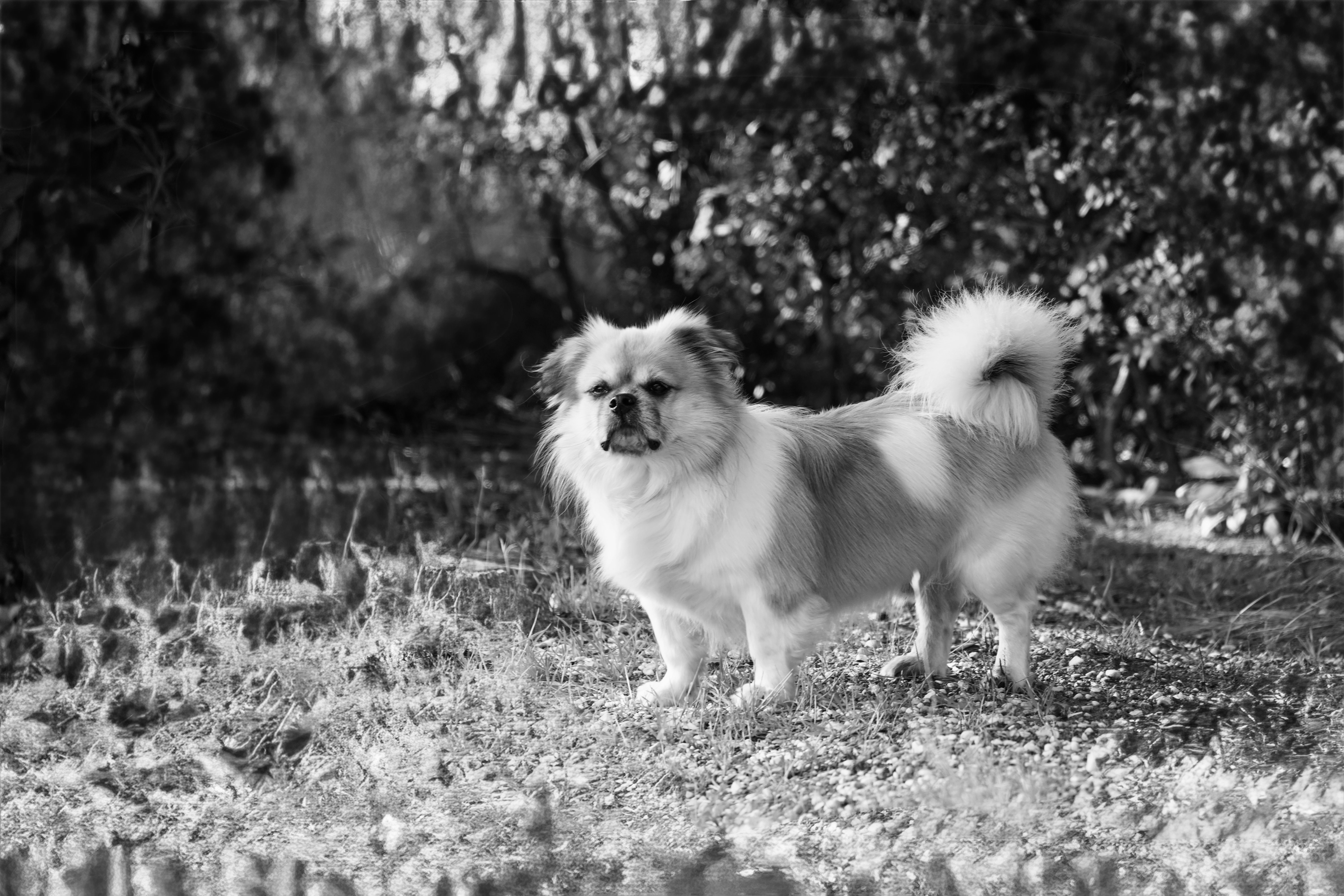 Black and White Portrait of Fluffy Dog Outdoors · Free Stock Photo