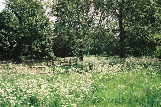 Peaceful meadow with wildflowers and trees, perfect for relaxing outdoors.