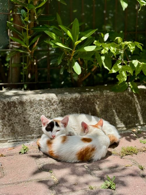 Free Two adorable calico cats resting on a sunny sidewalk in Istanbul, Türkiye. Stock Photo
