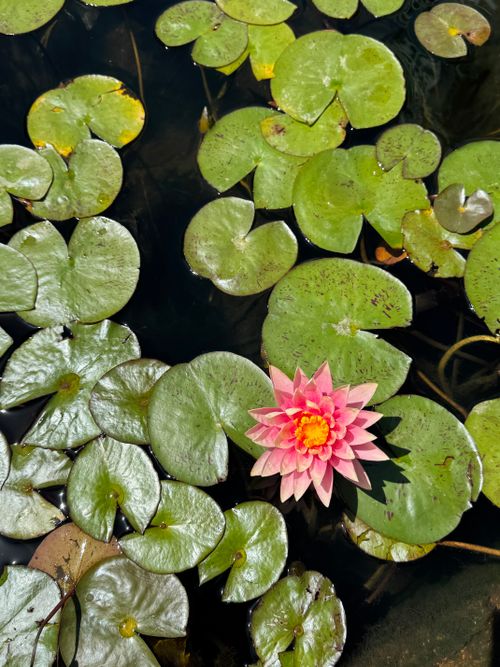 Free A vibrant pink water lily surrounded by lush green lily pads in a tranquil pond. Stock Photo