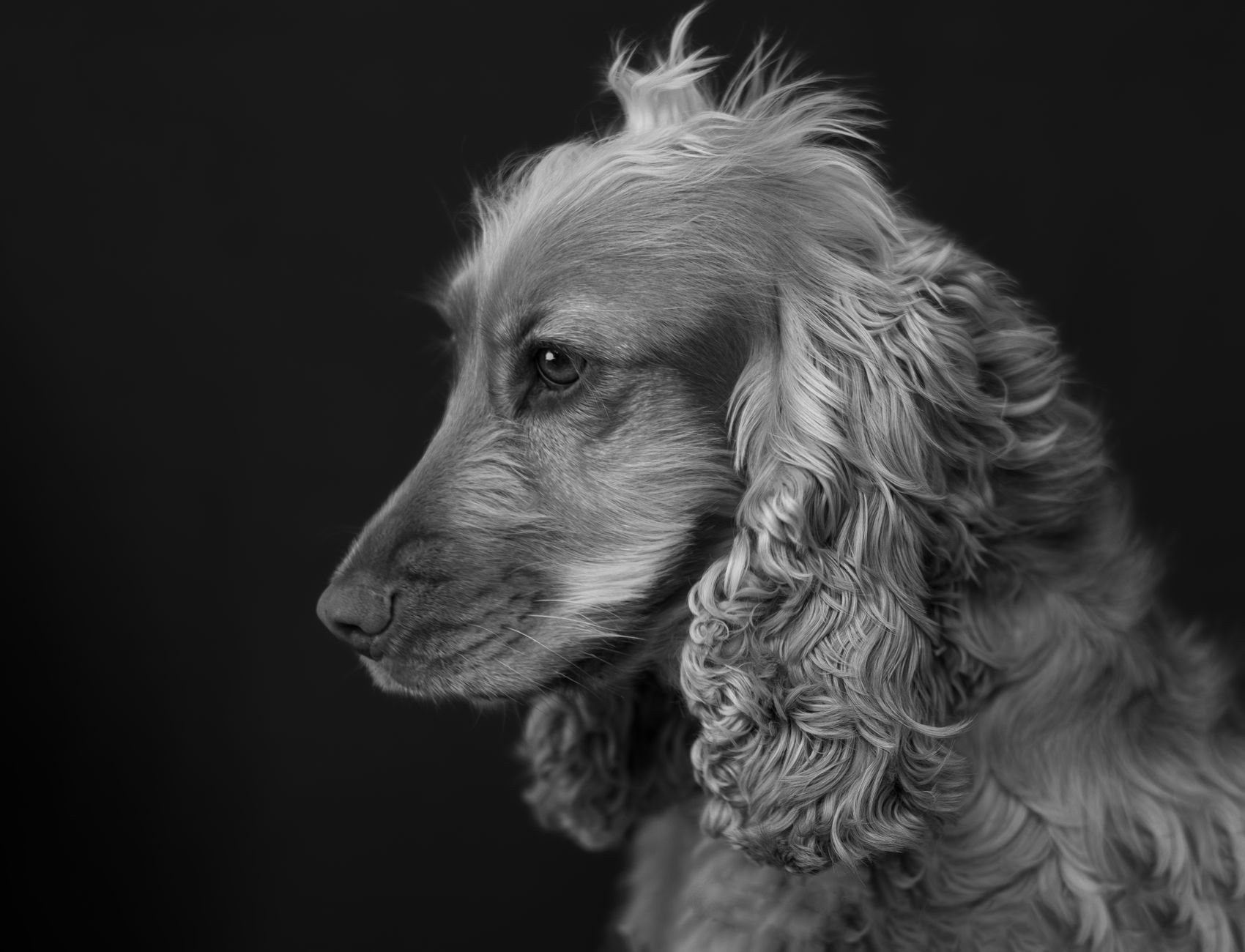Veterinary care for a pet