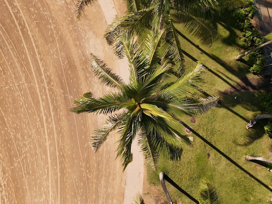 Photo by Pascal 📷 Aerial shot of lush palm trees casting shadows on Waikiki Beach, Hawaii.