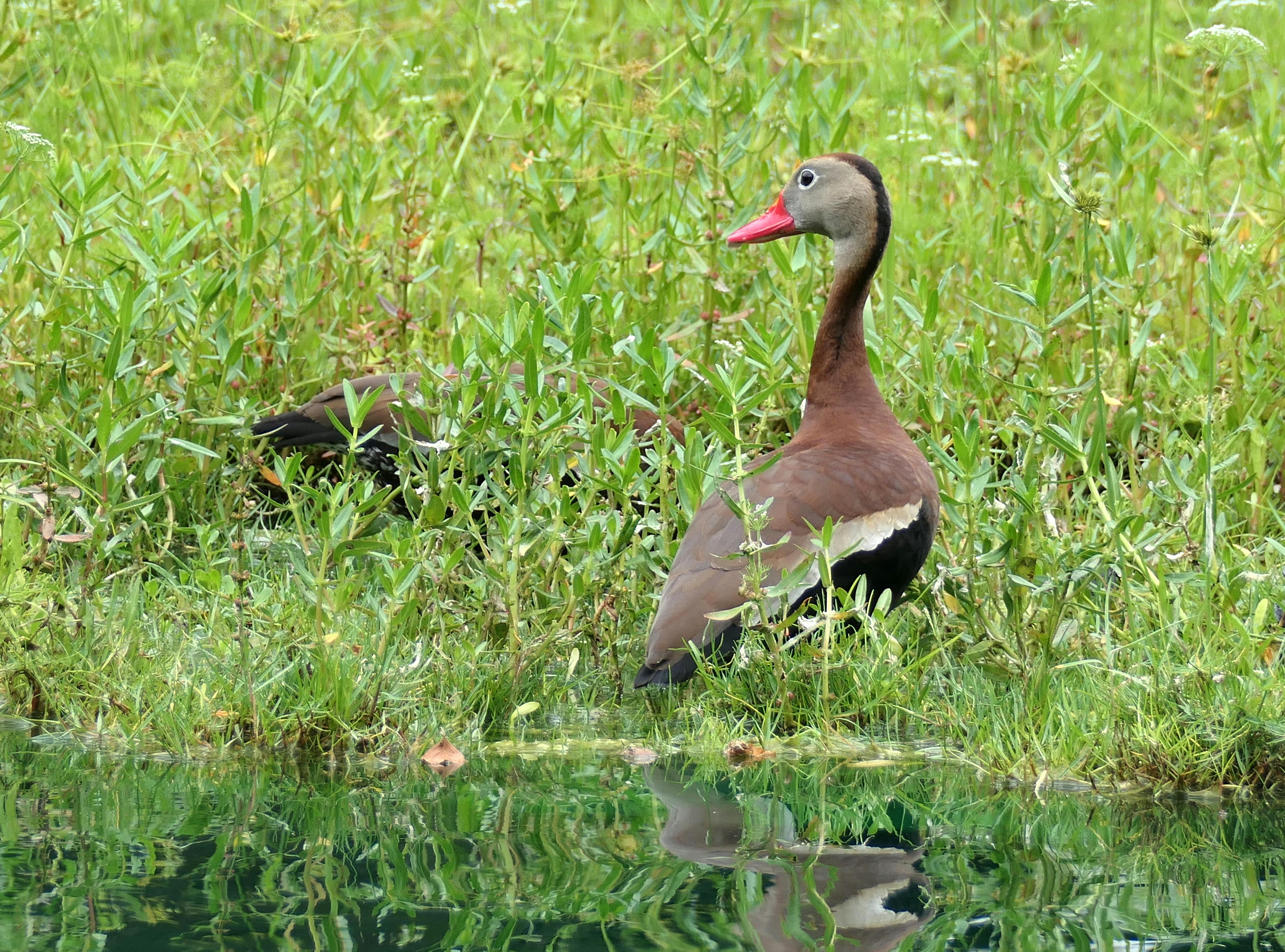Black-bellied Whistling Duck with pink beak by the water in Ocala, Florida.