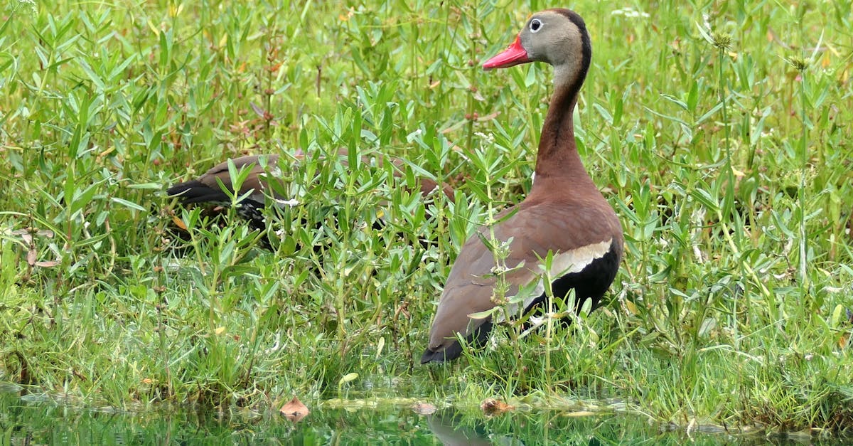Black-bellied Whistling Duck with pink beak by the water in Ocala, Florida.