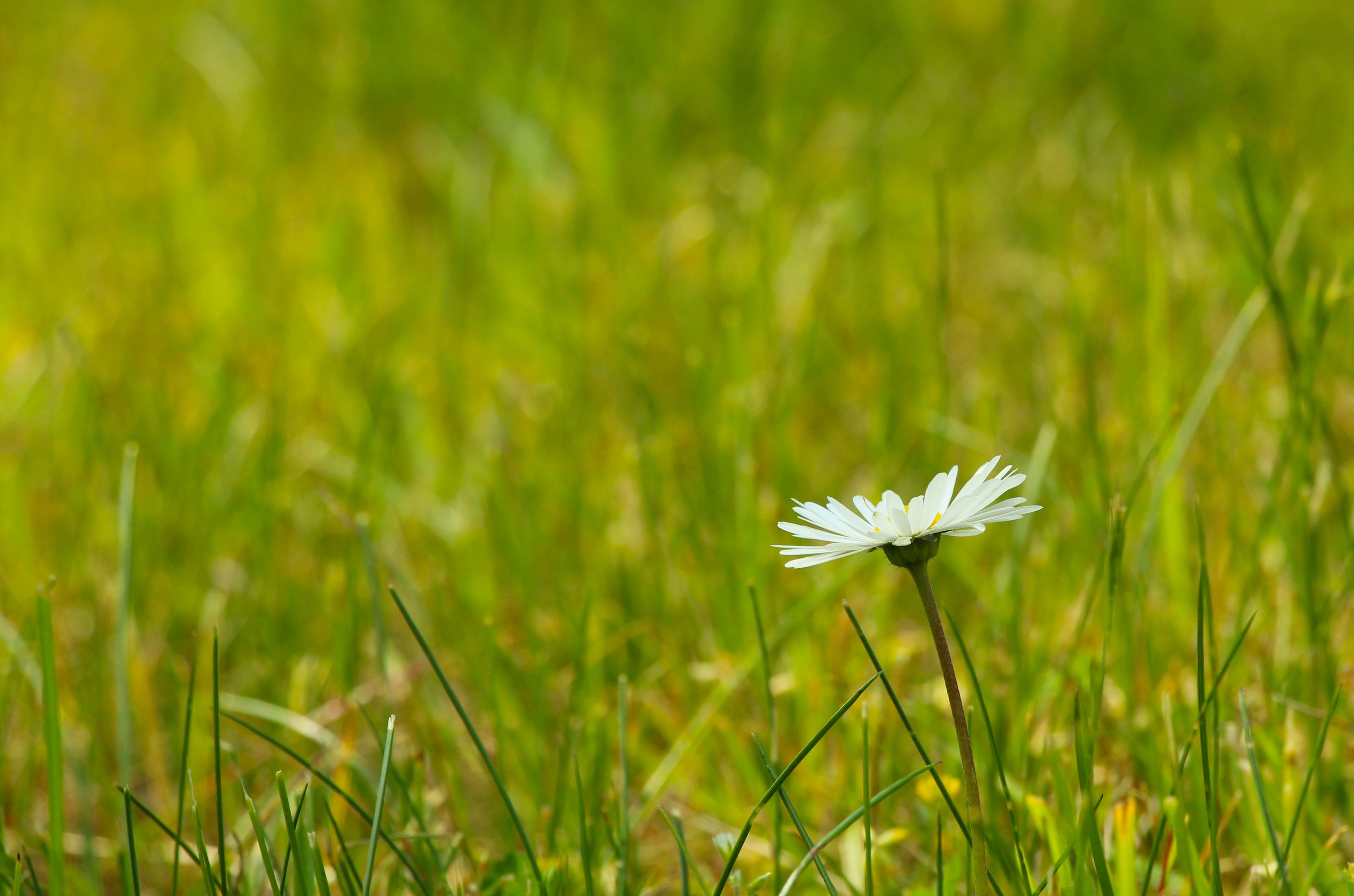Daisy Taylor Photos, Download The BEST Free Daisy Taylor Stock Photos