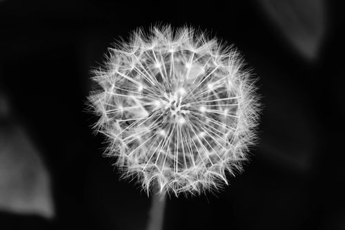Free Monochrome close-up of a dandelion seed head highlighting delicate details in black and white. Stock Photo