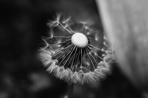Free Moody close-up of a dandelion in black and white, highlighting its intricate details. Stock Photo