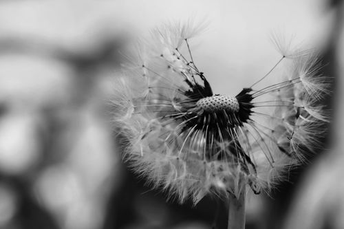 Free Monochrome close-up of a dandelion seed head with intricate details captured outdoors. Stock Photo
