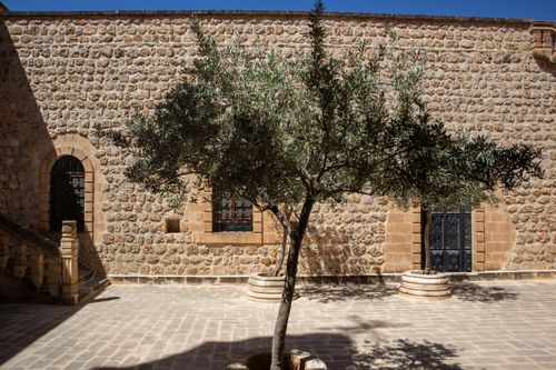 Free A serene courtyard with a lone olive tree against the historic stone walls of Mardin, Türkiye. Stock Photo