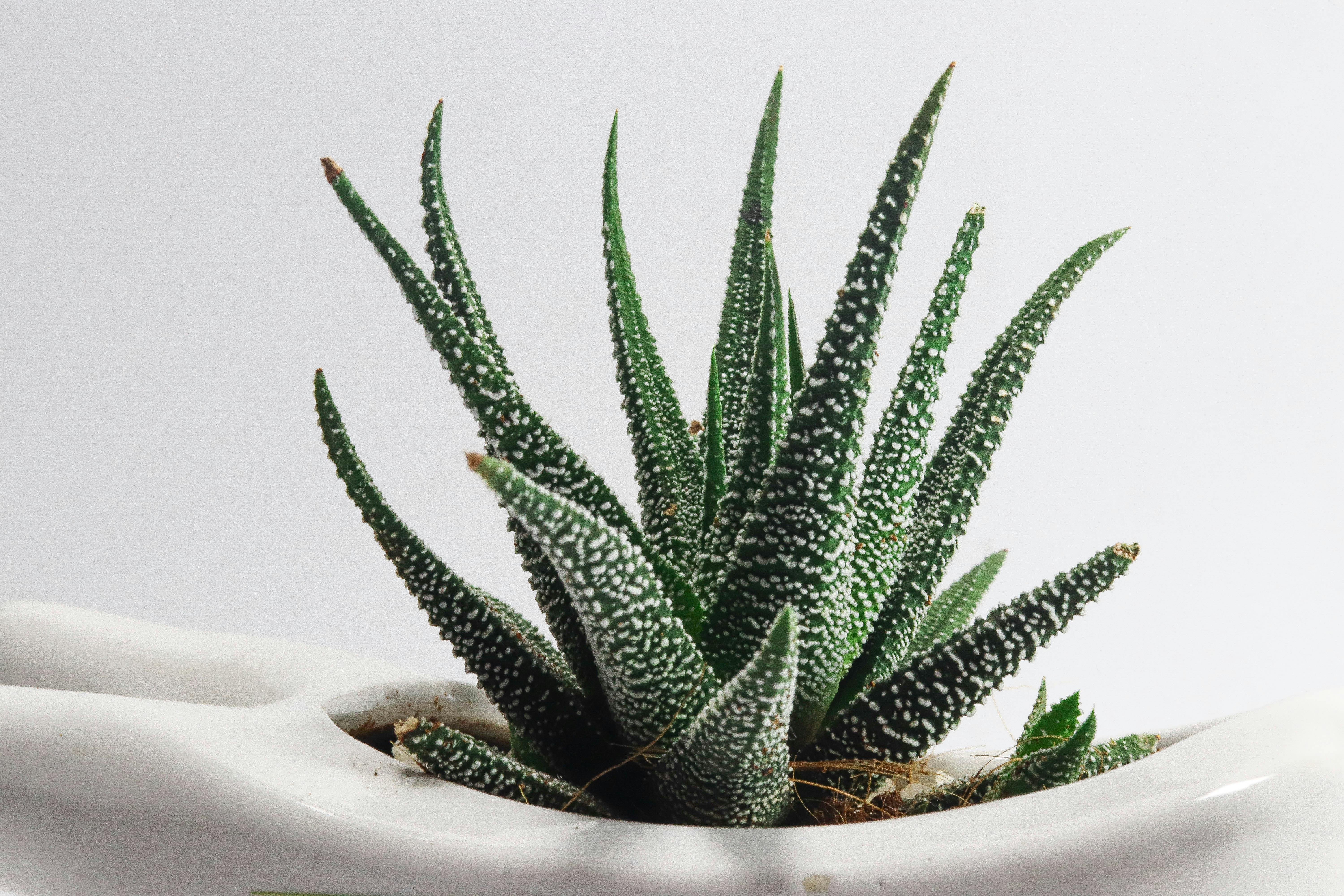 Shallow Focus Photo of Aloe Vera Plants · Free Stock Photo
