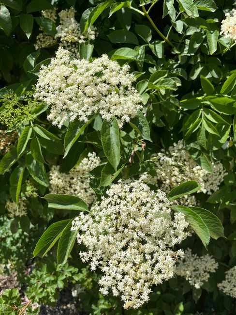 Clusters of small cream-colored elderflower blossoms on a branch, with a bowl of dried elderflower and a glass of pale elderflower cordial nearby.