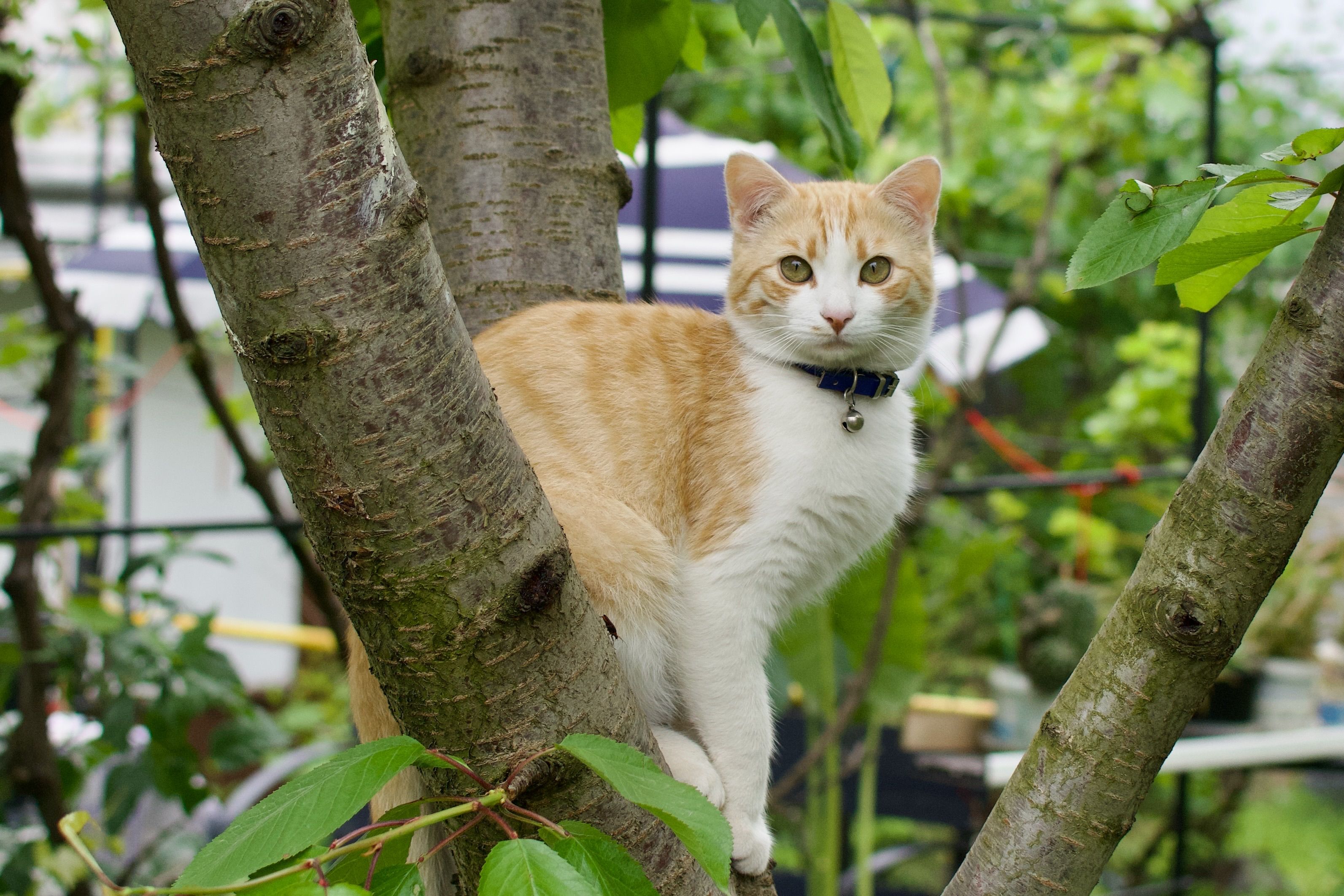 Meilleur collier GPS pour chat sans abonnement : comparatif 2026