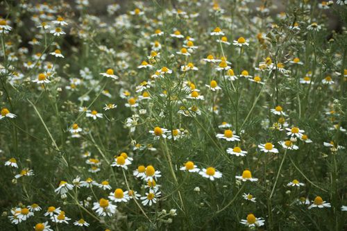 Free Lush chamomile flowers in full bloom, creating serene natural beauty in an outdoor setting. Stock Photo