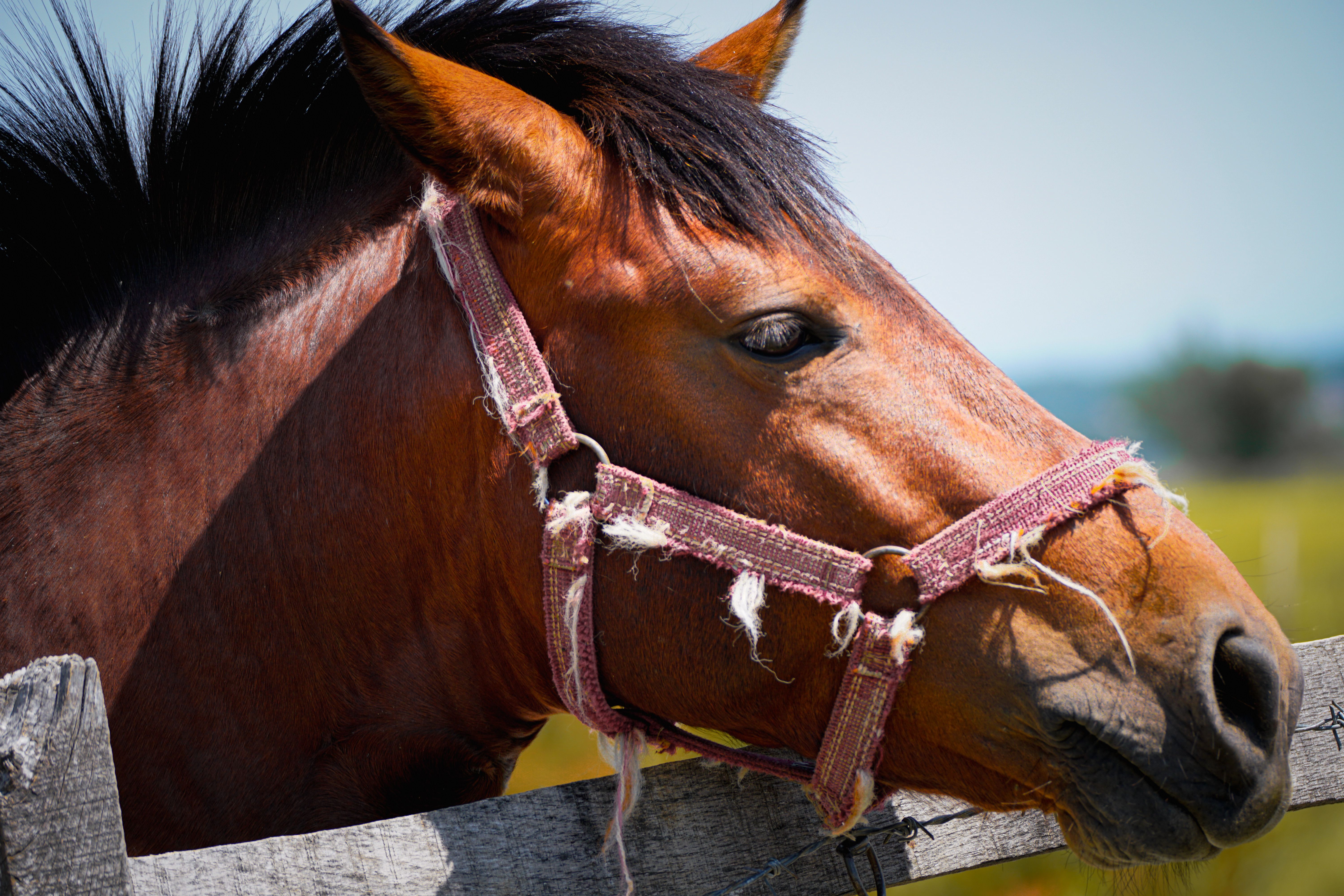 Portrait of a horse at a veterinary clinic