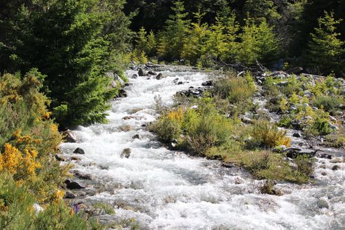 Free Tranquil mountain stream flowing through lush vegetation in Bariloche, Argentina, perfect for nature and travel themes. Stock Photo