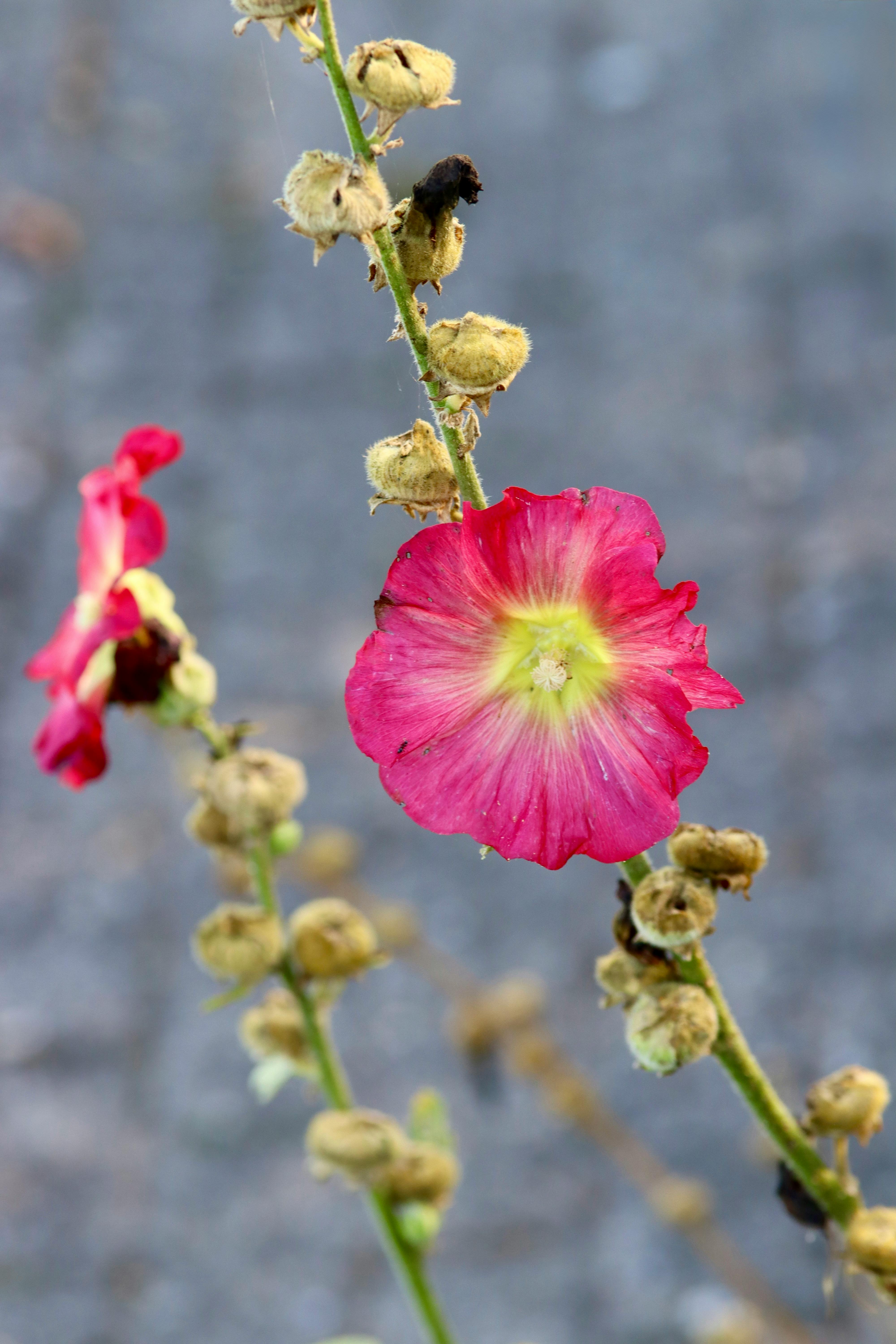 [ColoSach]-close-up-of-a-pink-hollyhock-flower-in-bloom-with-a-blurred-background.