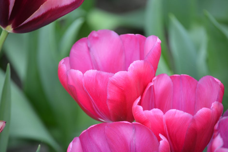 Free stock photo of #tulip, #tulips, field of flowers