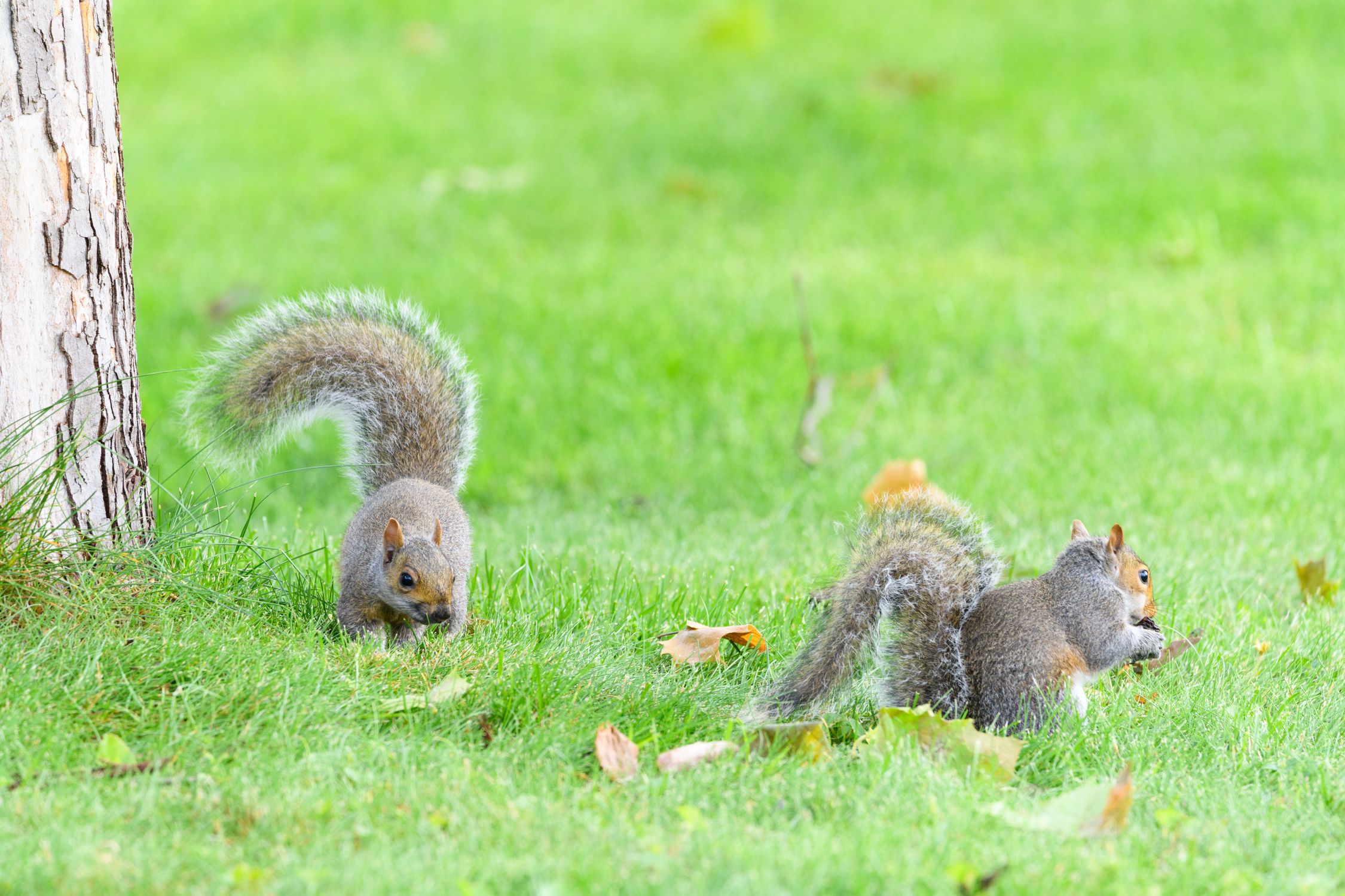 Squirrel Foraging Behavior Gray Squirrels Foraging in Green Parkland · Free Stock Photo