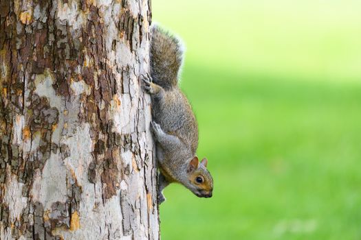 Close-up of a squirrel climbing a tree, showcasing its vibrant fur against a lush green forest backdrop.
