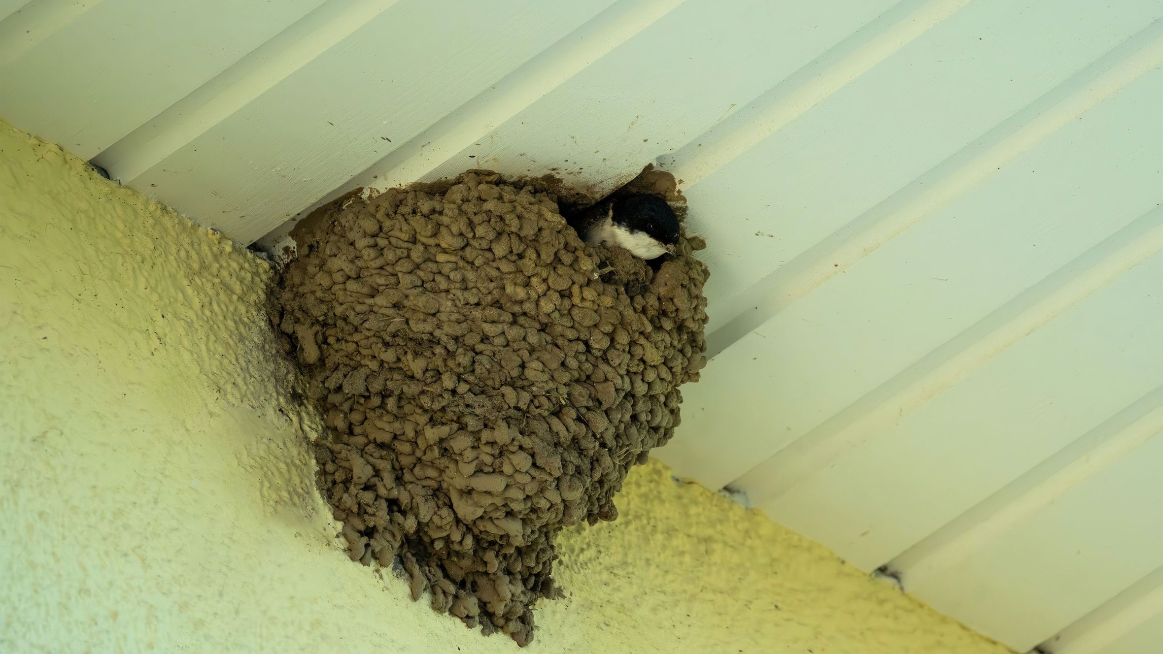 A barn swallow nesting in a mud nest on a building ceiling during spring.