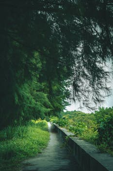A tranquil forest pathway flanked by lush greenery, perfect for nature walks and relaxation.