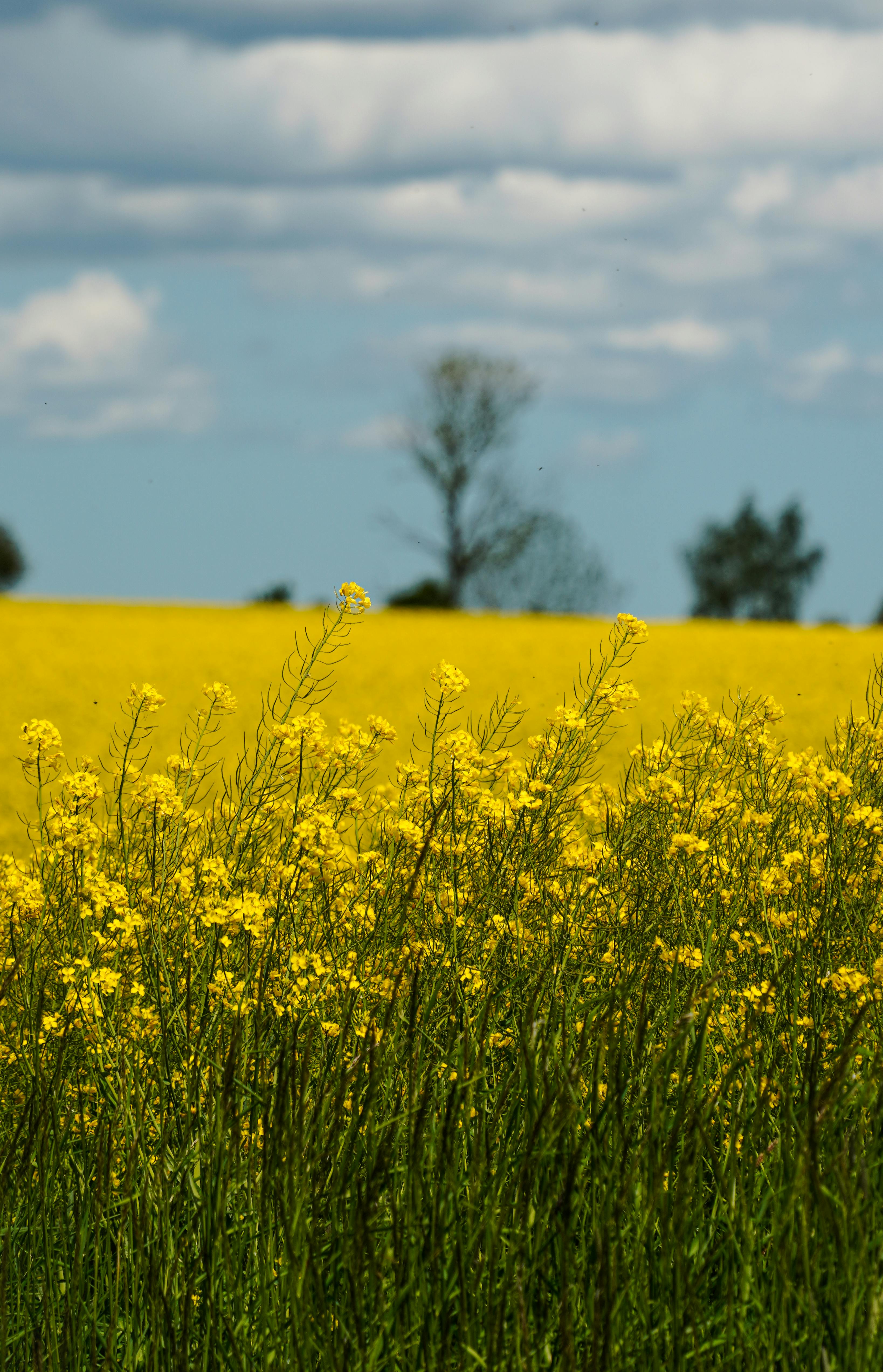 Juneau Royal Caribbean Excursion Resources