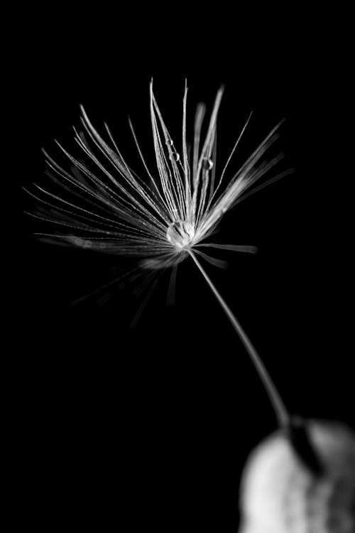 Black and White Photo of Dandelion