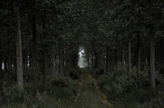 Dense forest with a pathway leading through lush green trees, creating a serene nature scene.
