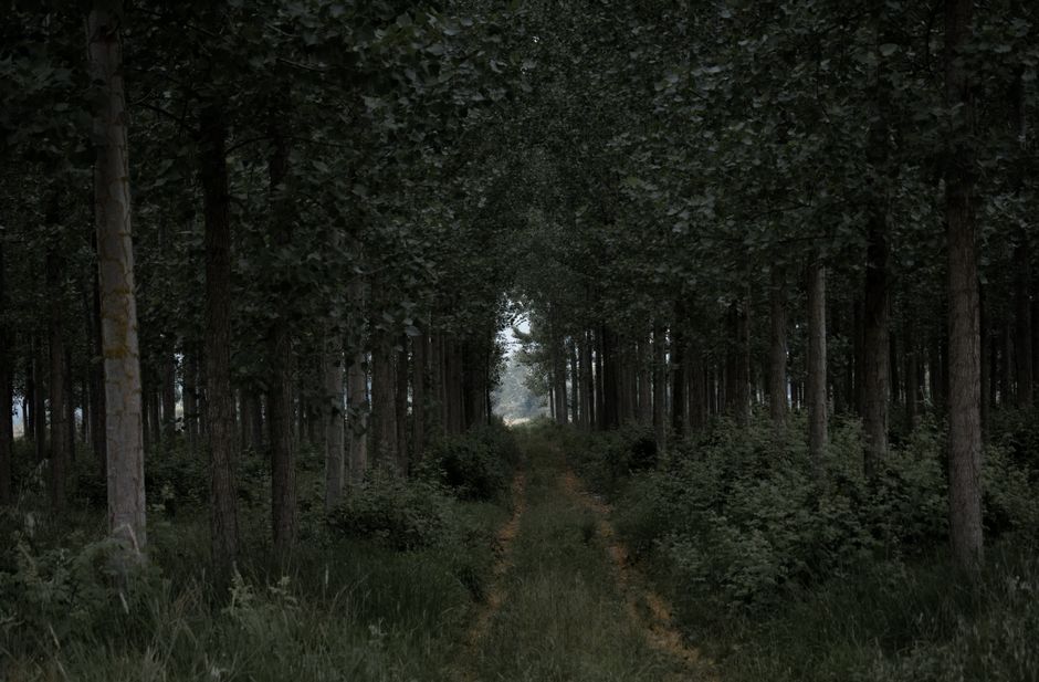 Dense forest with a pathway leading through lush green trees, creating a serene nature scene.