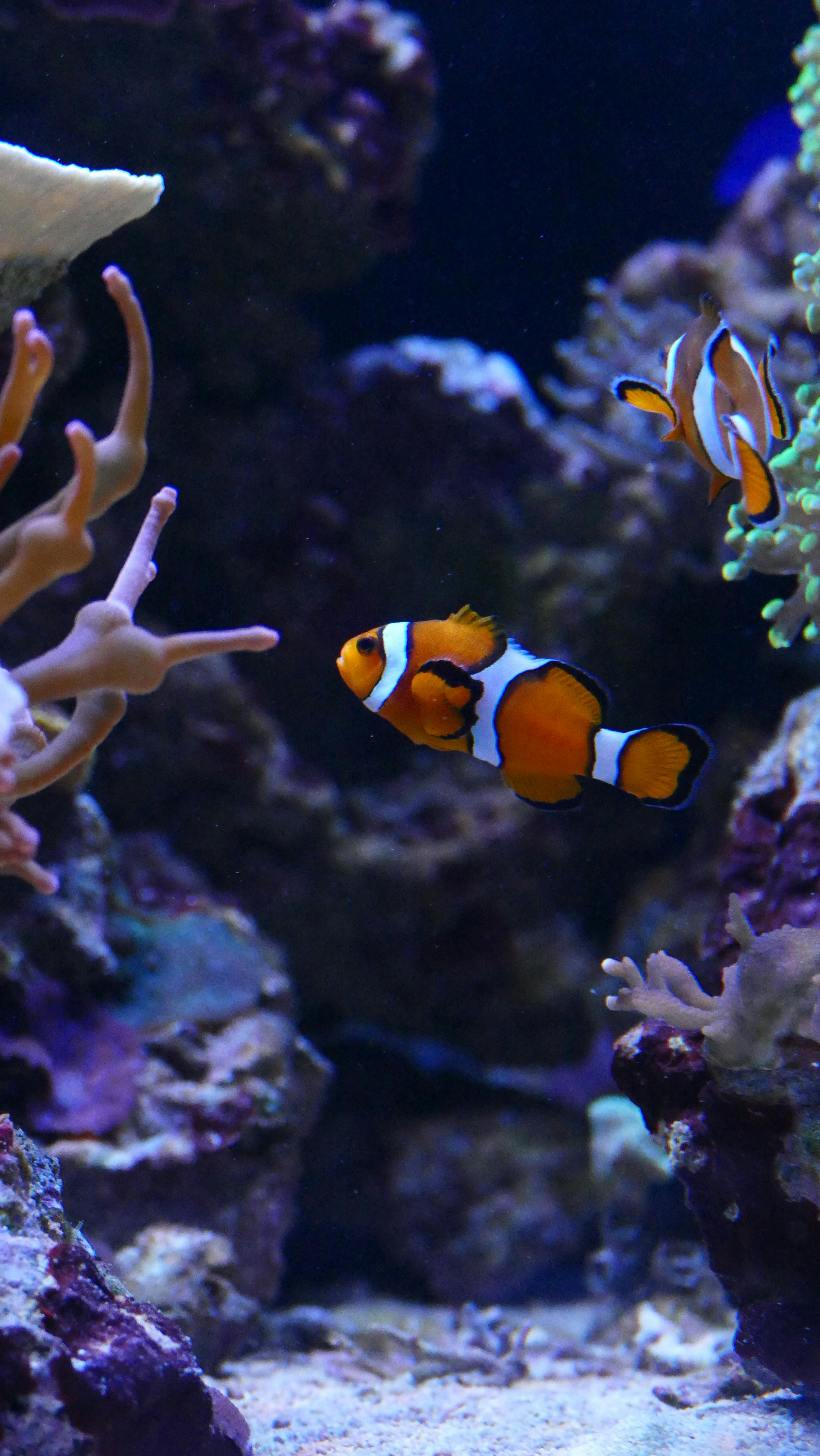 School Of Clownfish Harem Underwater Coral Reef 4K 5K HD Fish Wallpapers   HD Wallpapers  ID 107434