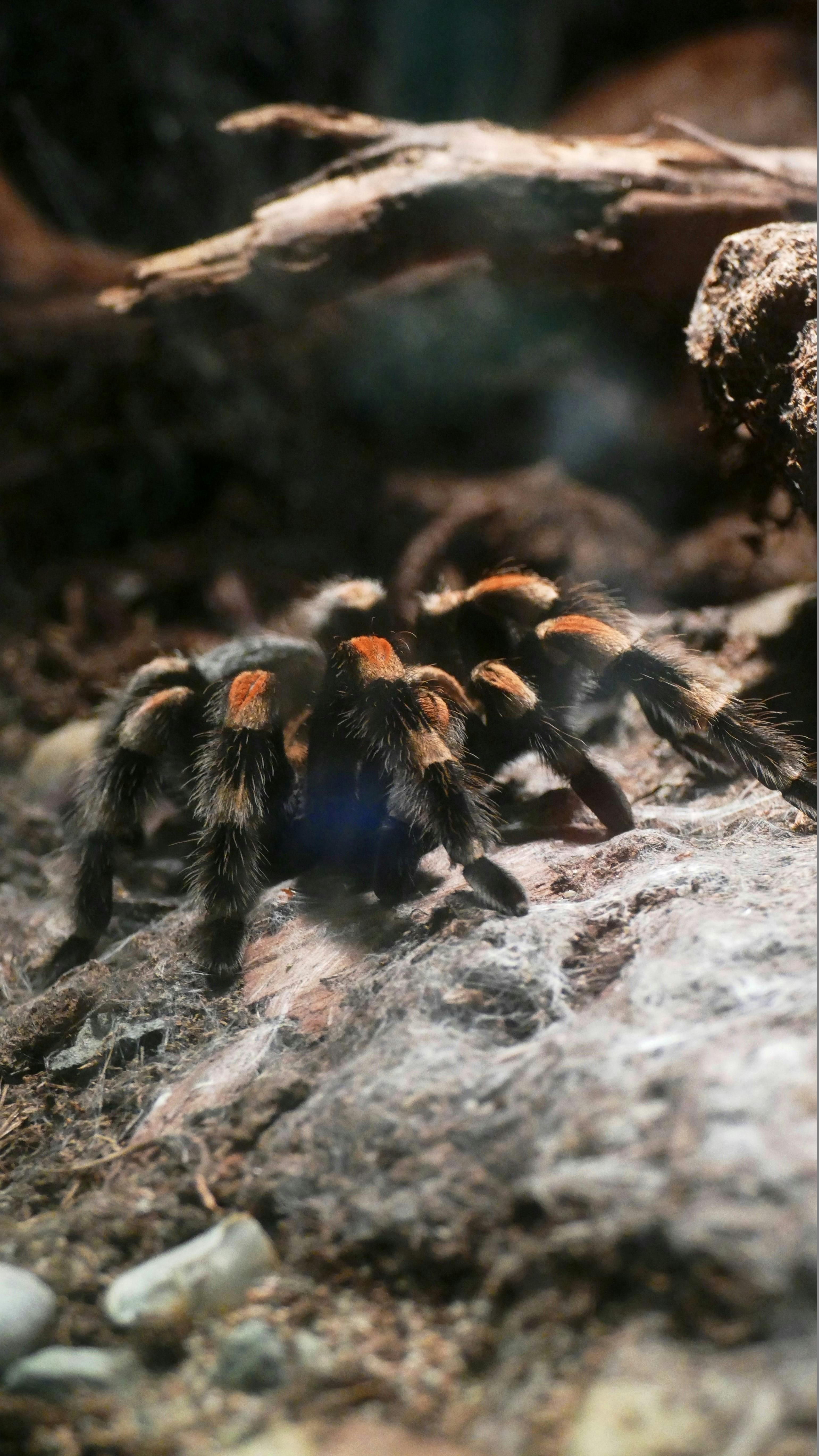 fluffy tarantula, golden hour, fantasy, vivid colors, | Stable Diffusion