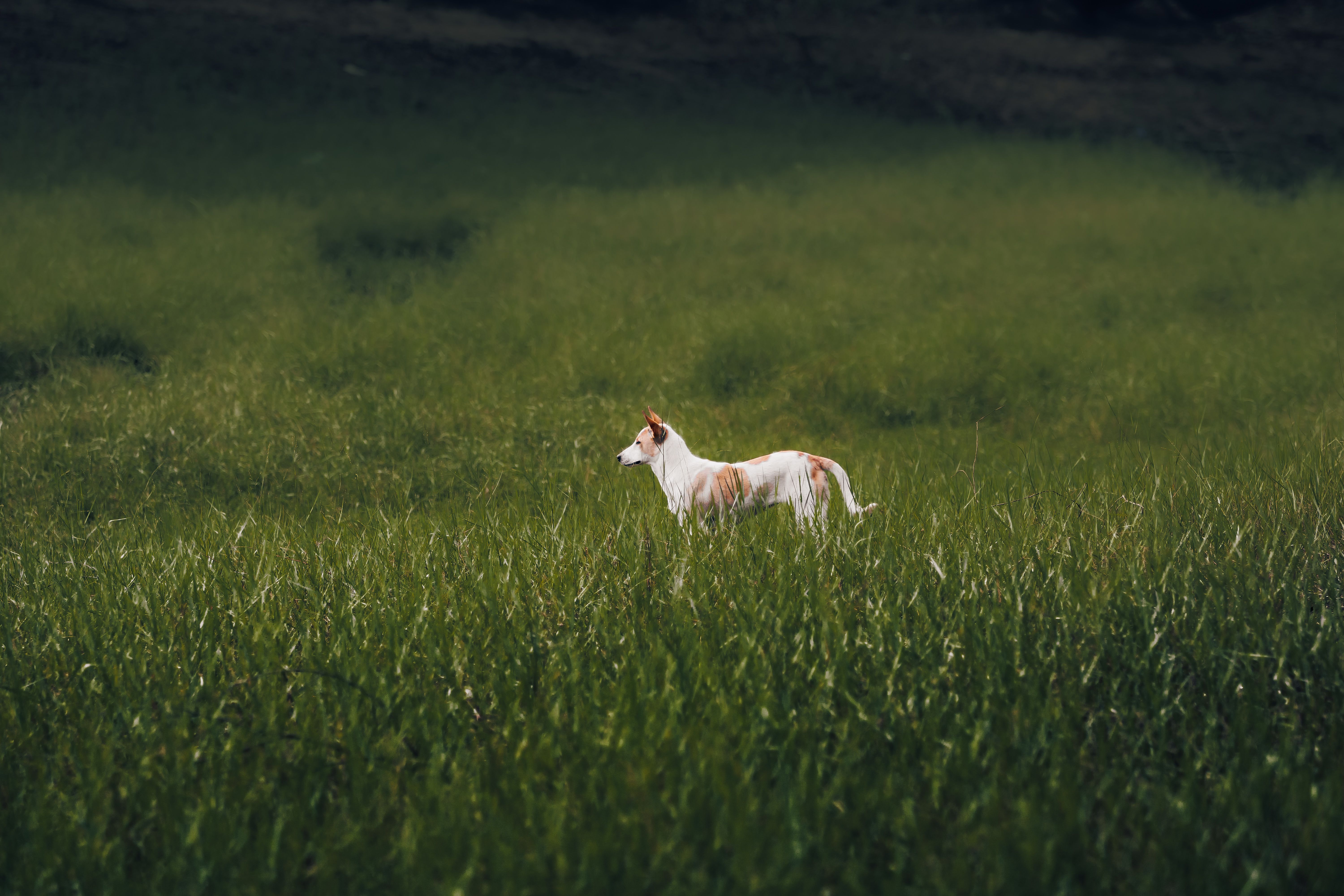 White dog standing alone in a vast green field, exuding tranquility and solitude.