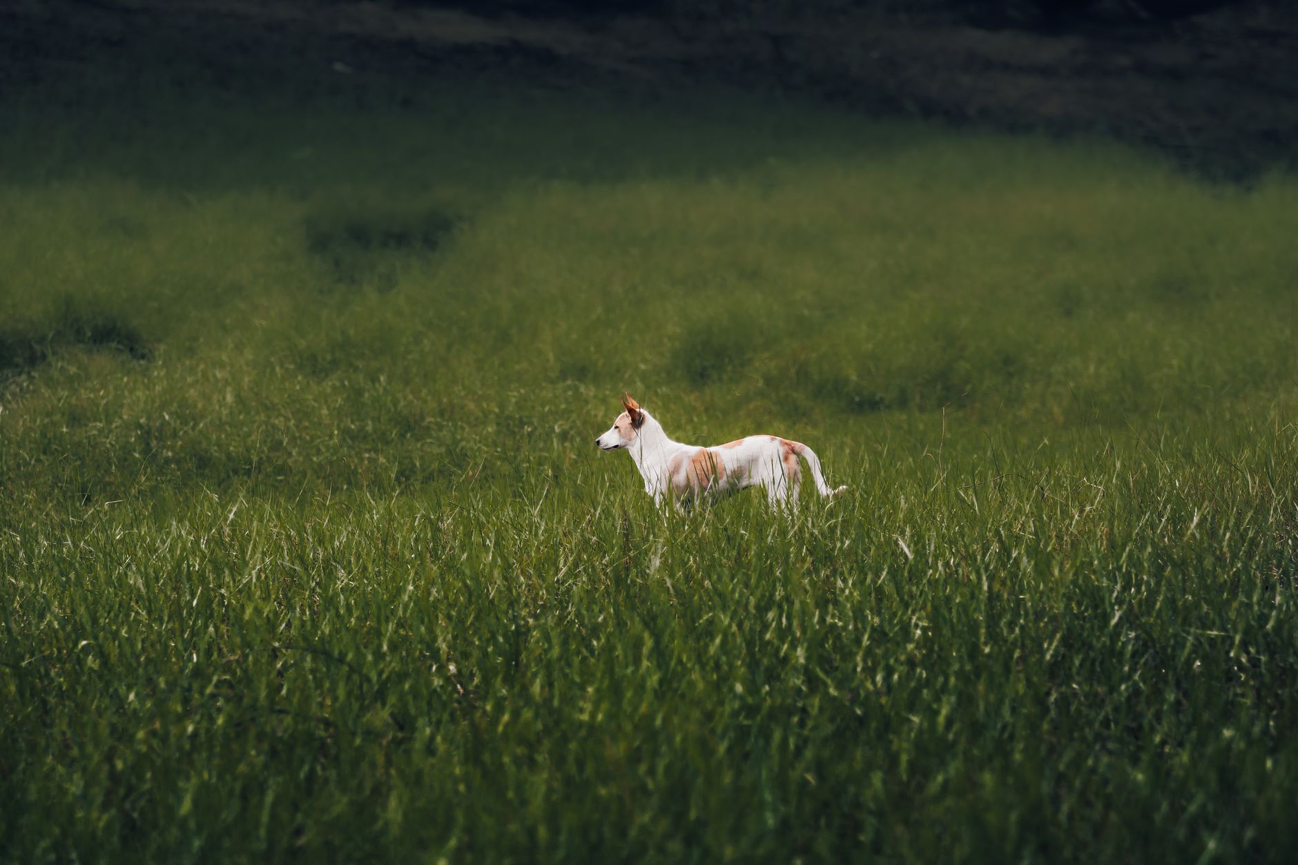 White dog standing alone in a vast green field, exuding tranquility and solitude.