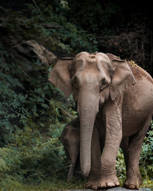 Free Asian elephant with calf in a lush forest setting, showcasing wildlife and conservation efforts. Stock Photo