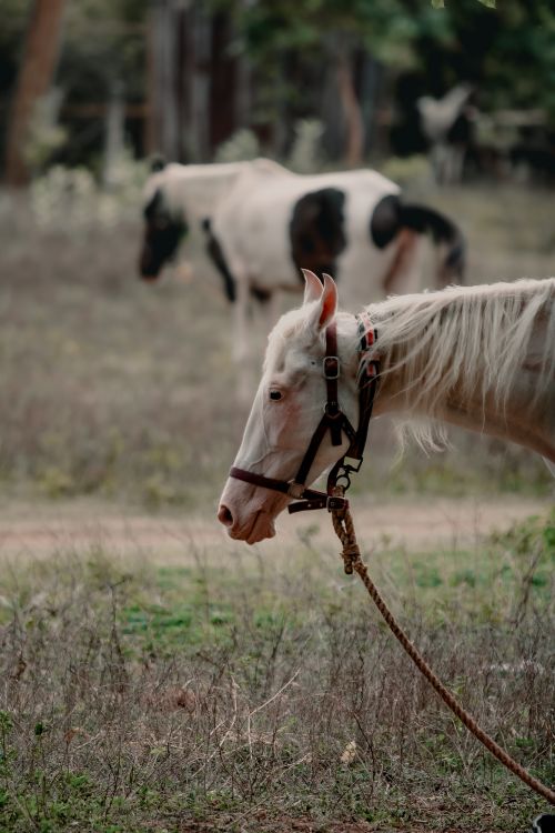 Free A peaceful scene of a white horse grazing on a leash in a field, with another horse blurred in the background. Stock Photo