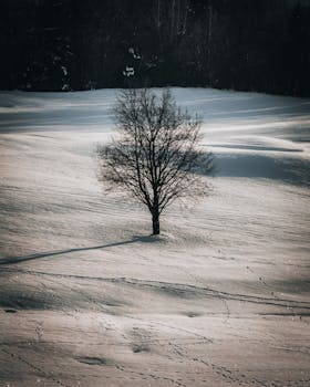 Lonely tree casting shadows on a vast snowy field during winter.