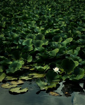 Serene pond with lush green leaves and blooming white lotus in Çanakkale, Türkiye.