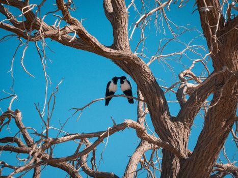 Two magpies sitting on a bare tree branch with a clear blue sky backdrop, symbolizing companionship.
