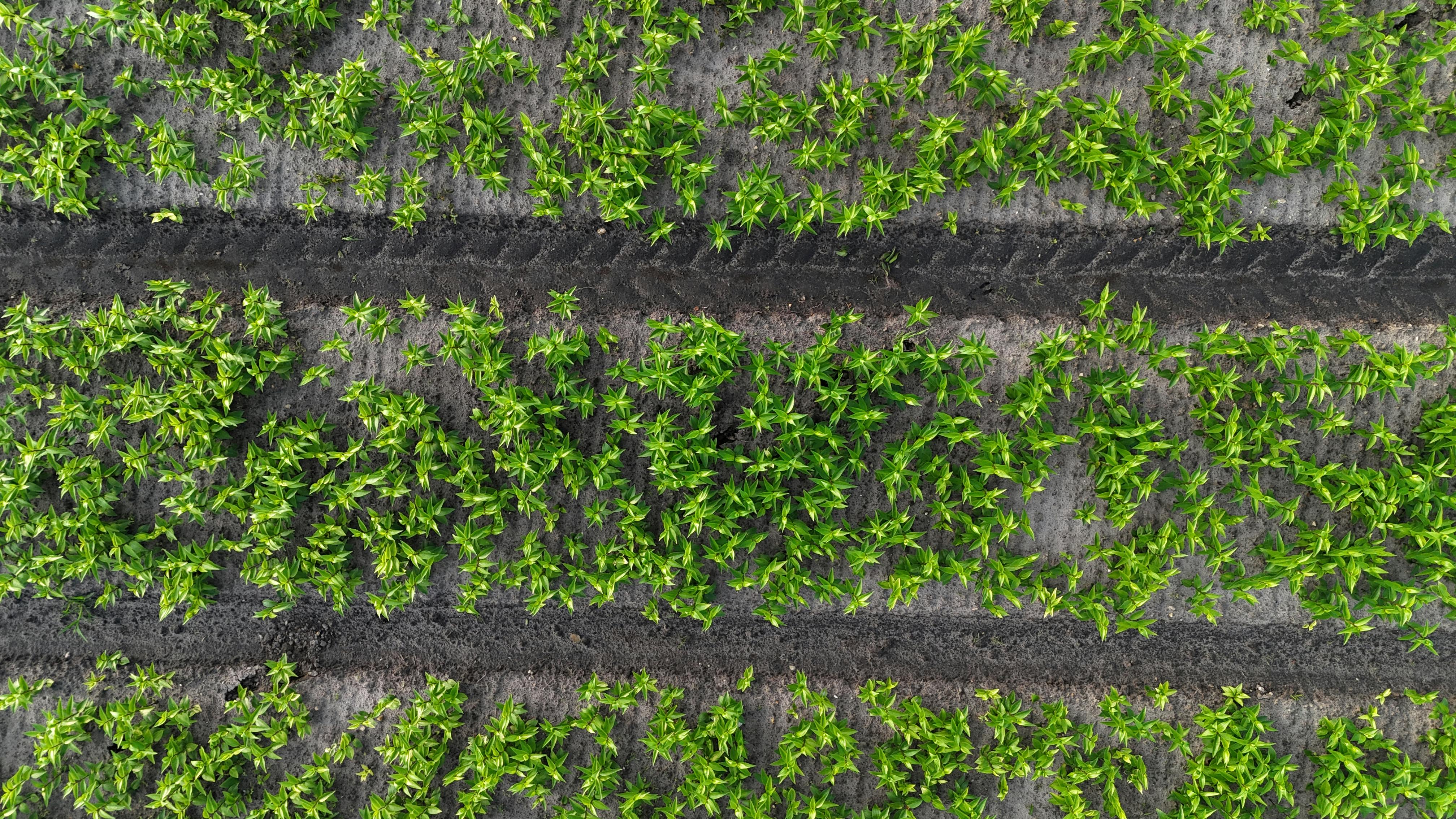 Aerial shot of vibrant green plants in Dutch farmland, showcasing sustainable agriculture.