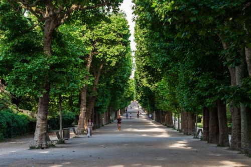 Free Scenic view of a tree-lined pathway in a sunlit park with people strolling under lush green foliage. Stock Photo