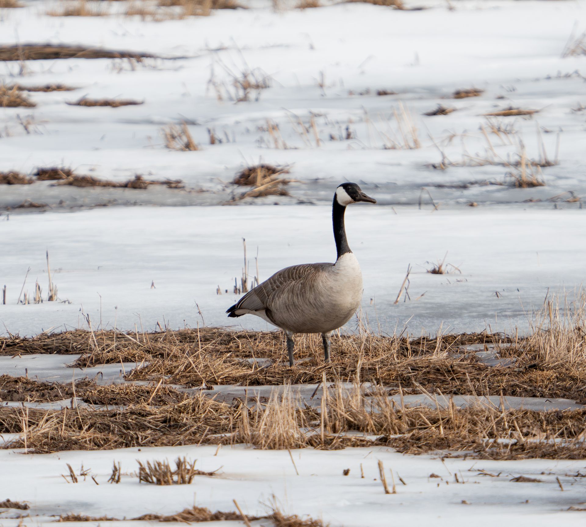 A solitary Canadian goose standing on a snowy field with patches of thawing ice.