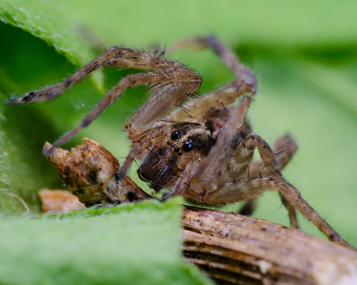 Free Macro shot of a Wolf Spider sitting on a green leaf, showcasing its intricate details and textures. Stock Photo