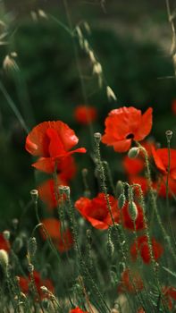 Vibrant red poppies blooming in a lush green field, capturing nature's beauty and tranquility.