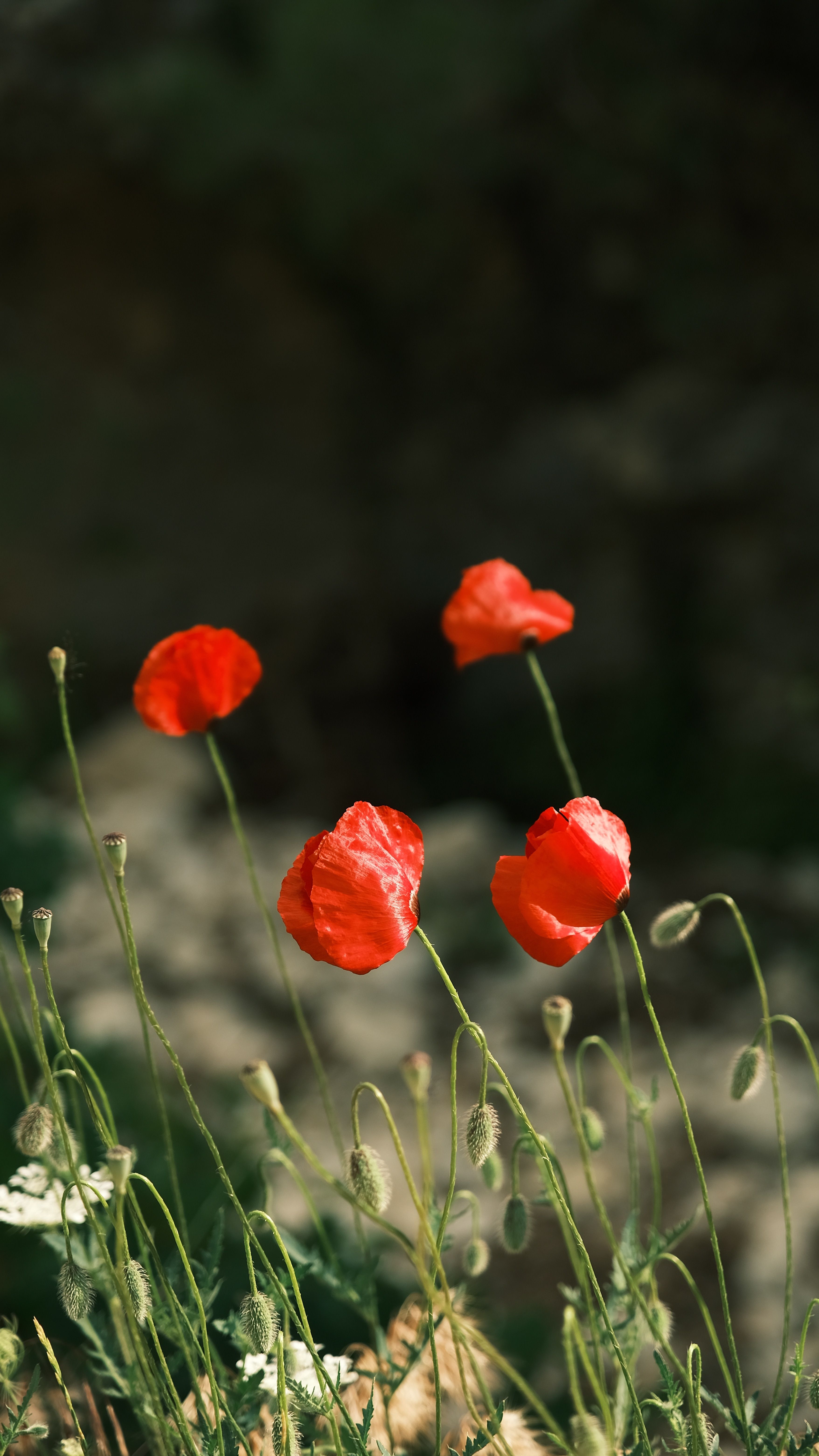 Fotomural Fotolia