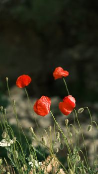 Bright red poppies sway gently in a sunlit garden, evoking a tranquil summer day.