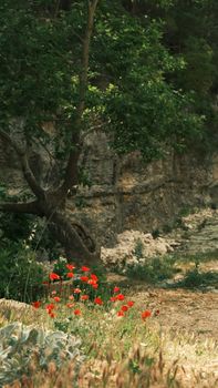 A peaceful natural landscape featuring red poppy flowers and lush greenery.