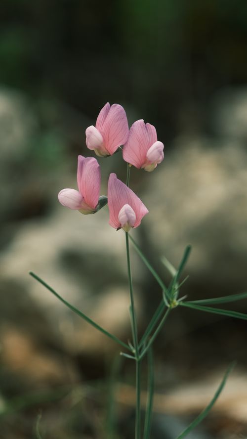 Free Close-up of delicate pink flowers growing naturally with blurred background. Stock Photo