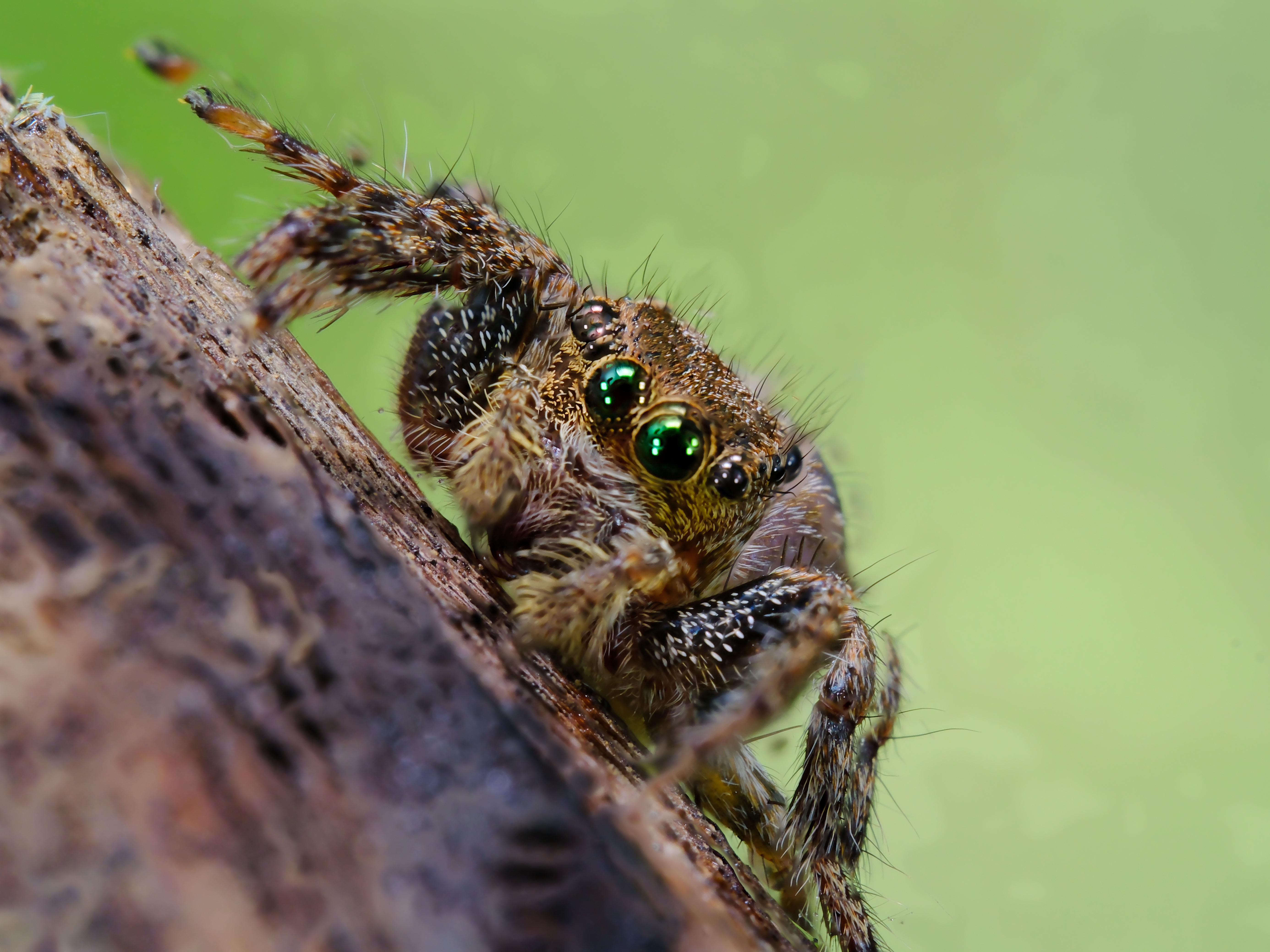 Close-Up of a Jumping Spider on a Tree Bark · Free Stock Photo