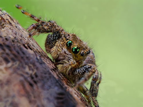 Free Detailed macro shot of a jumping spider with vibrant eyes on a tree bark. Stock Photo