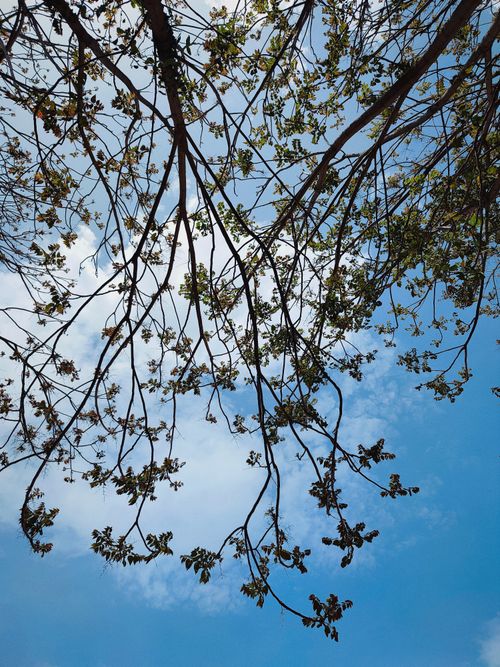 Free Minimalist view of tree branches with sparse leaves set against a vivid blue sky, captured from below. Stock Photo